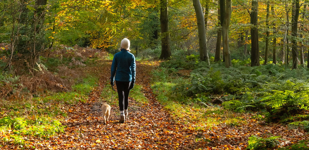 A person in a blue jacket and white hat walks a small dog along a leaf-covered forest path during autumn.
